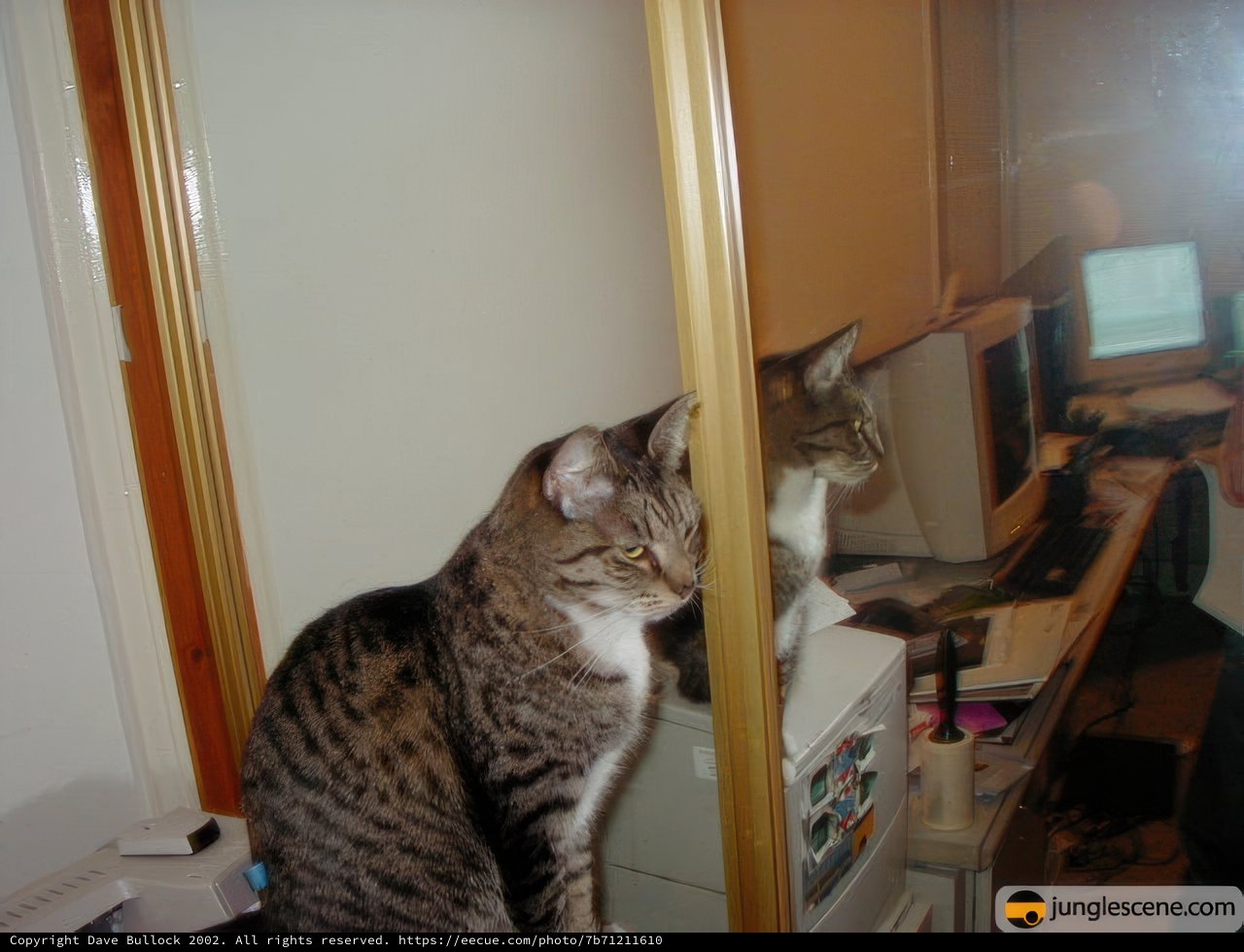 The Narcissistic Cat
