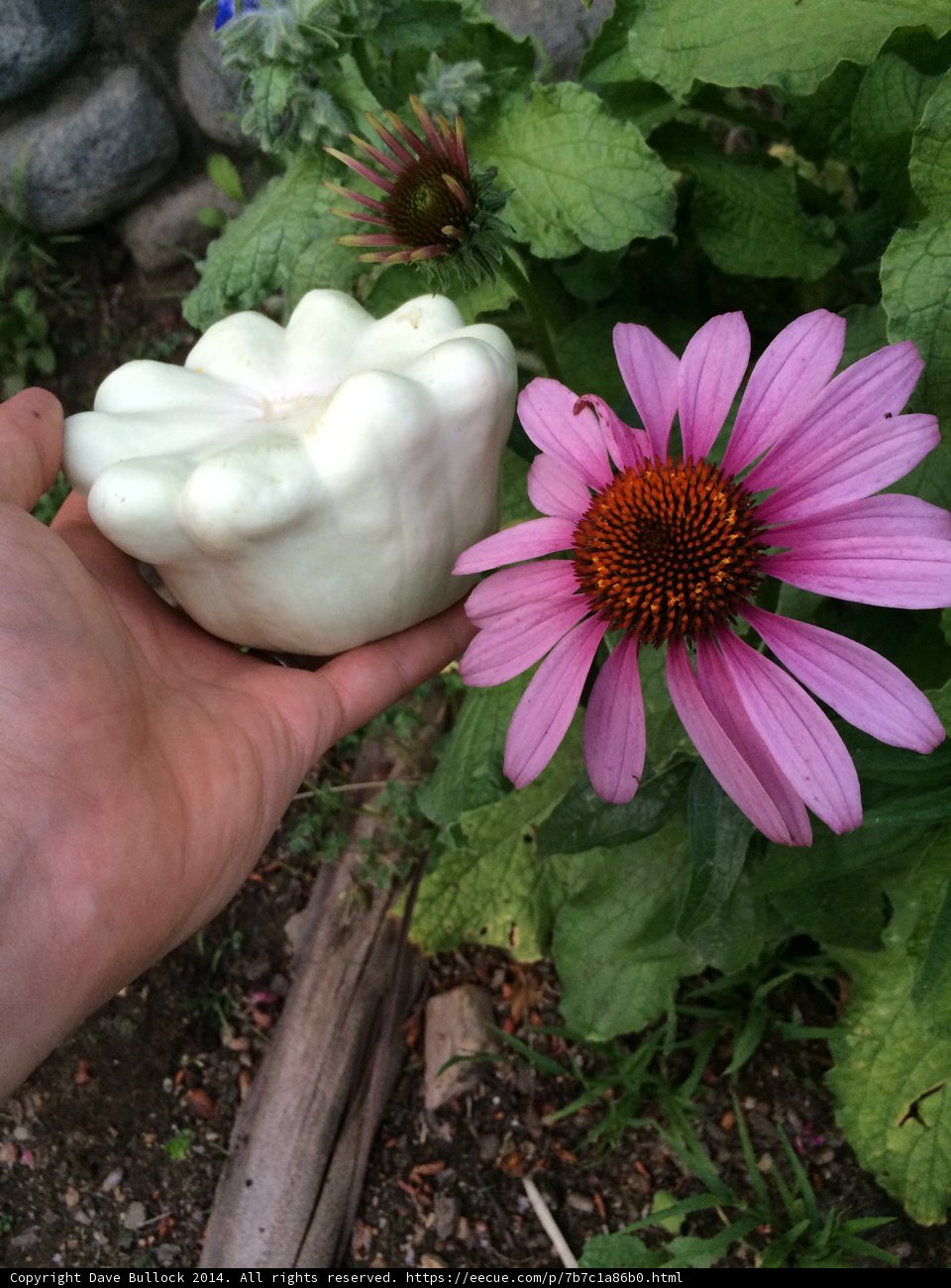 Eggplant and Petals