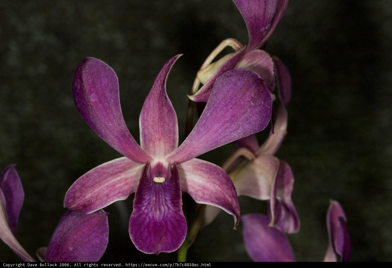 Majestic Purple Orchid
