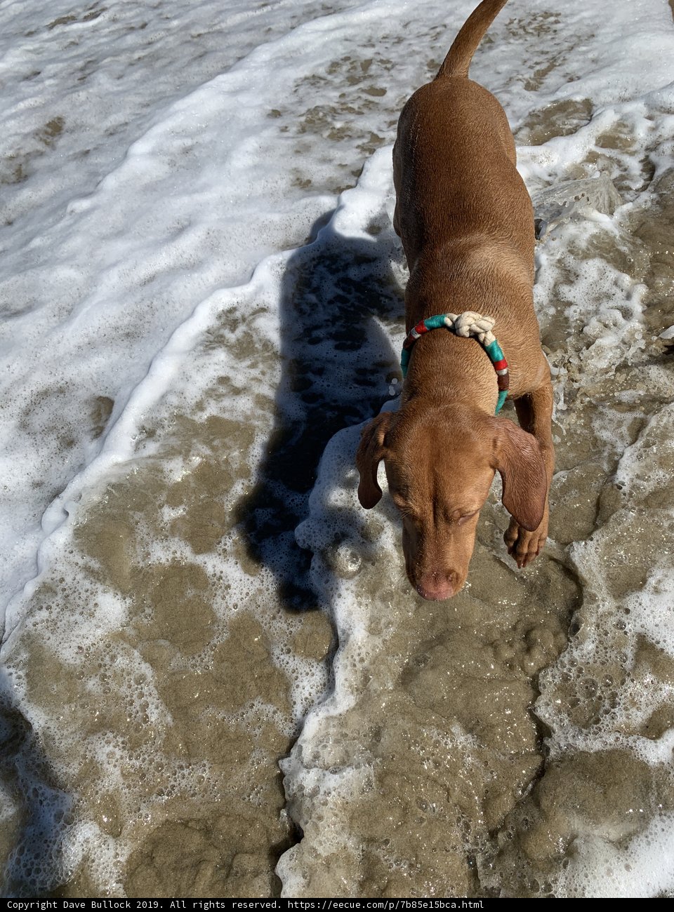 A Vizsla Takes a Stroll on Huntington Beach