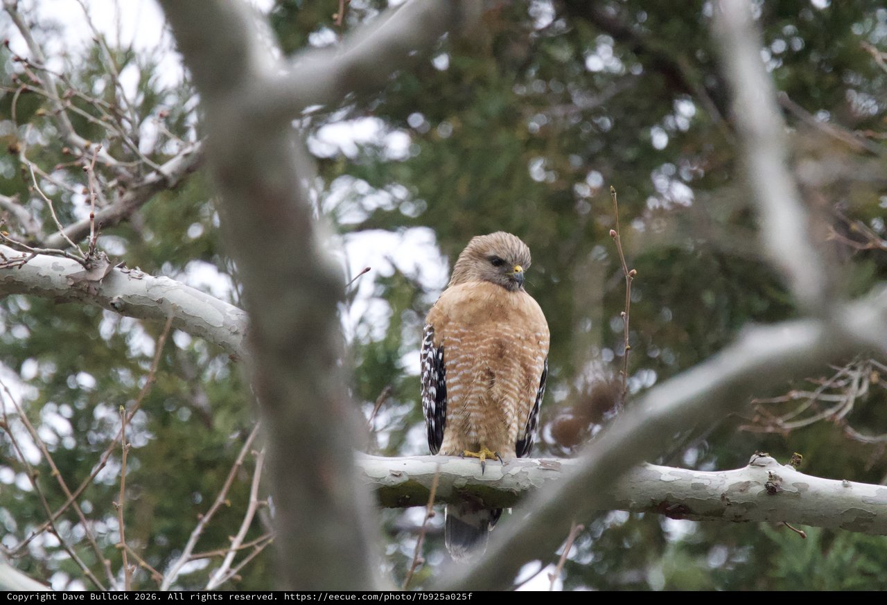 Red-Shouldered Hawk Perched in Winter Birch Trees
