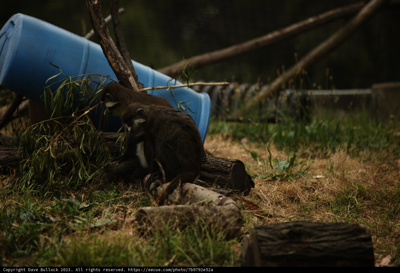 Serene Afternoon at Oakland Zoo - A Monkey's Moment