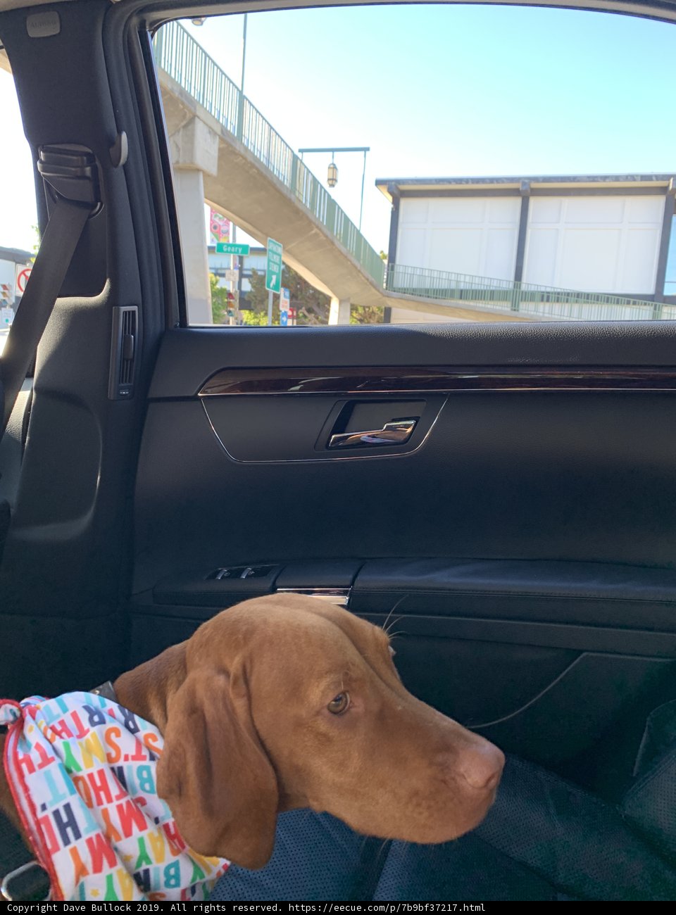 Furry Travel Companion