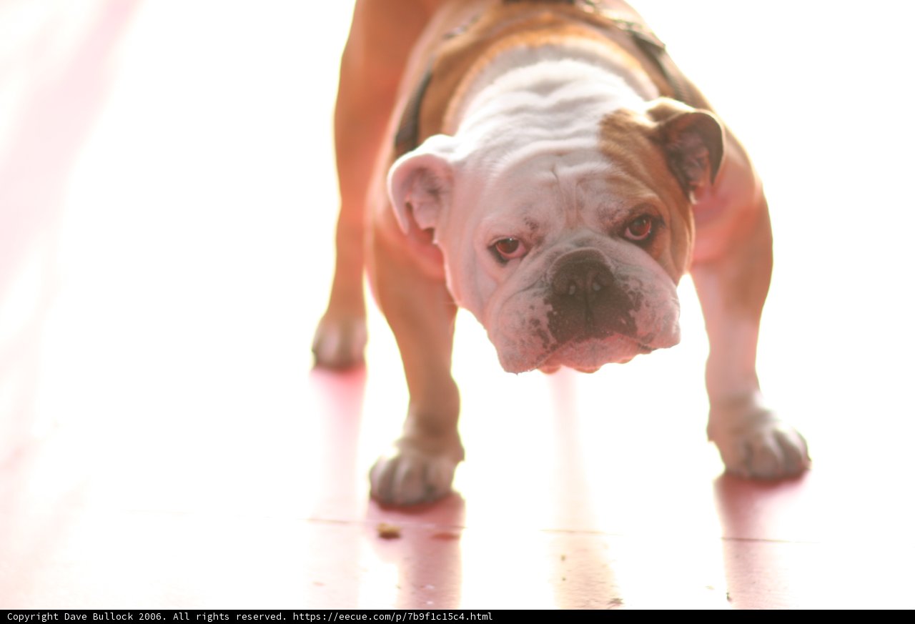 Bulldog on the Loose