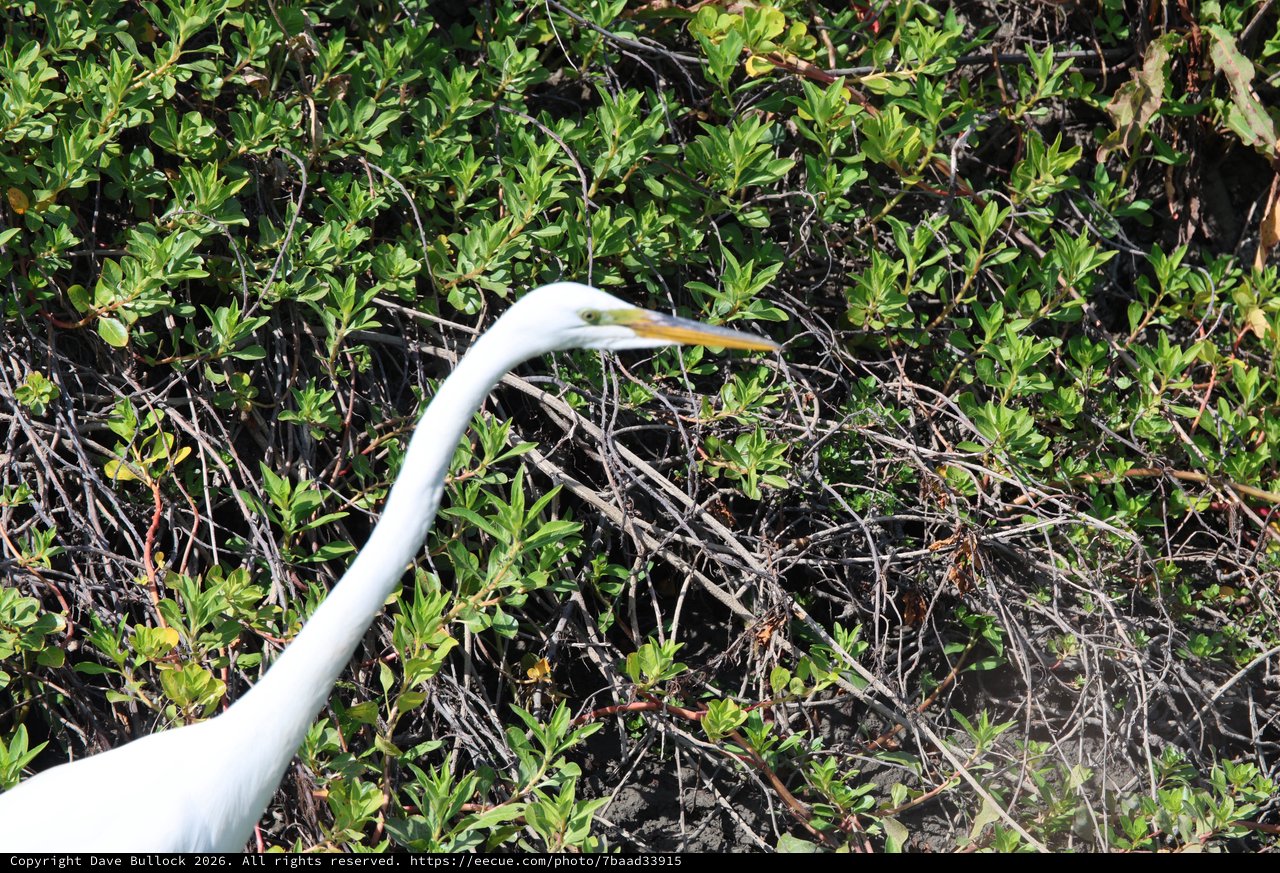 Great Egret Hunting in Wetland Vegetation