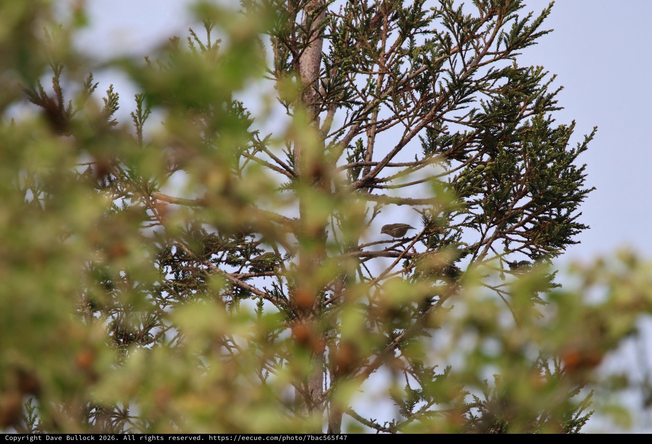 Small Bird Perched Among Cedar Branches