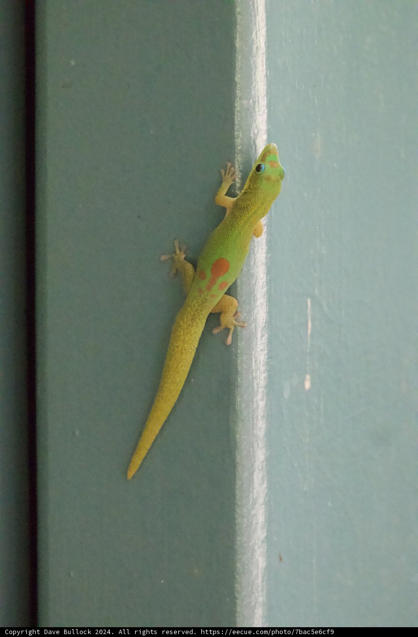 Vibrant Visitor at Honolulu Zoo