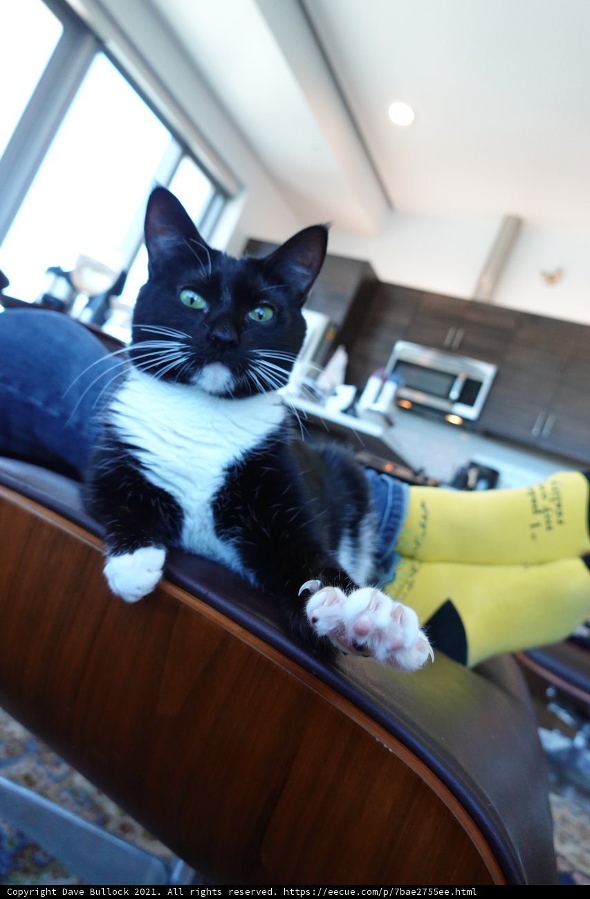 Content Cat on a Wooden Chair