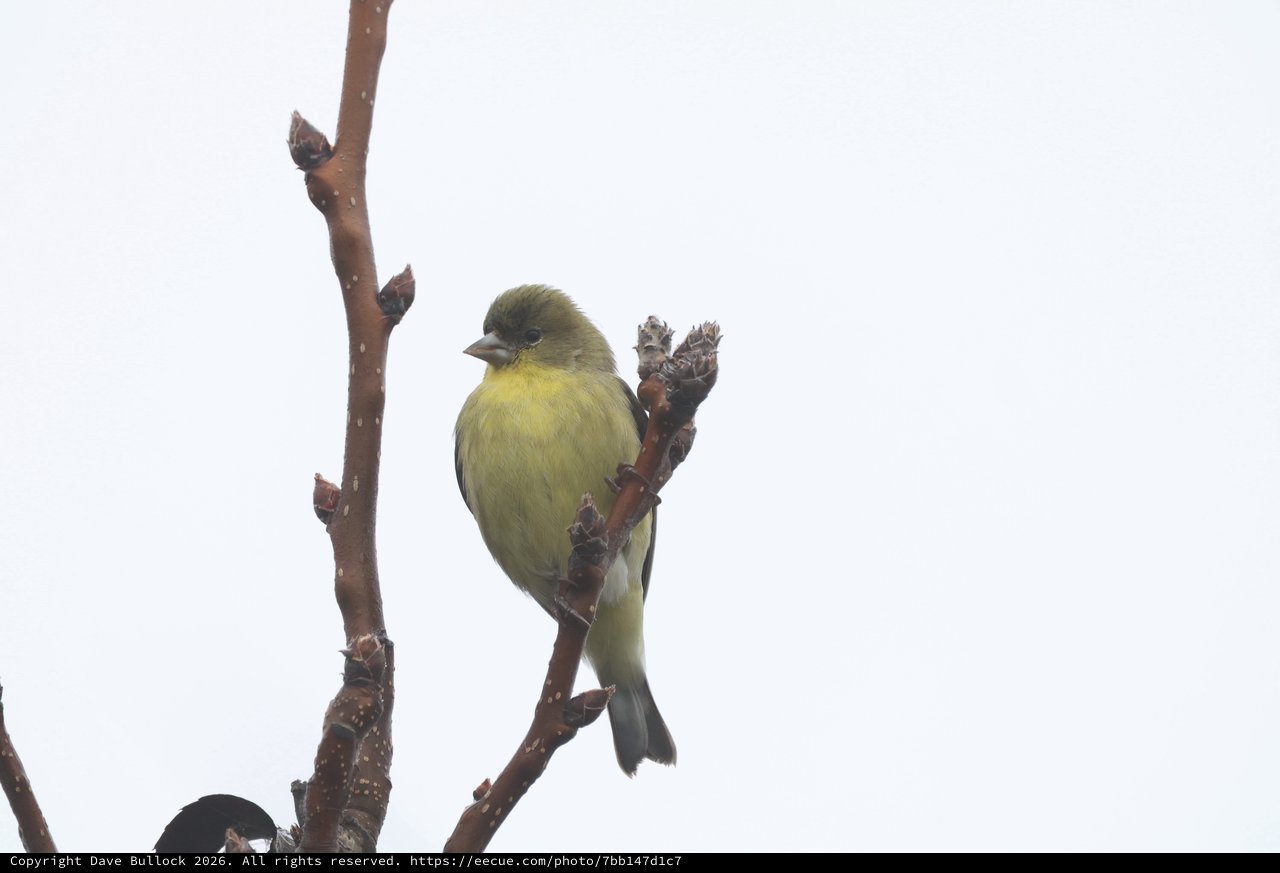 Lesser Goldfinch Perched on Winter Branch