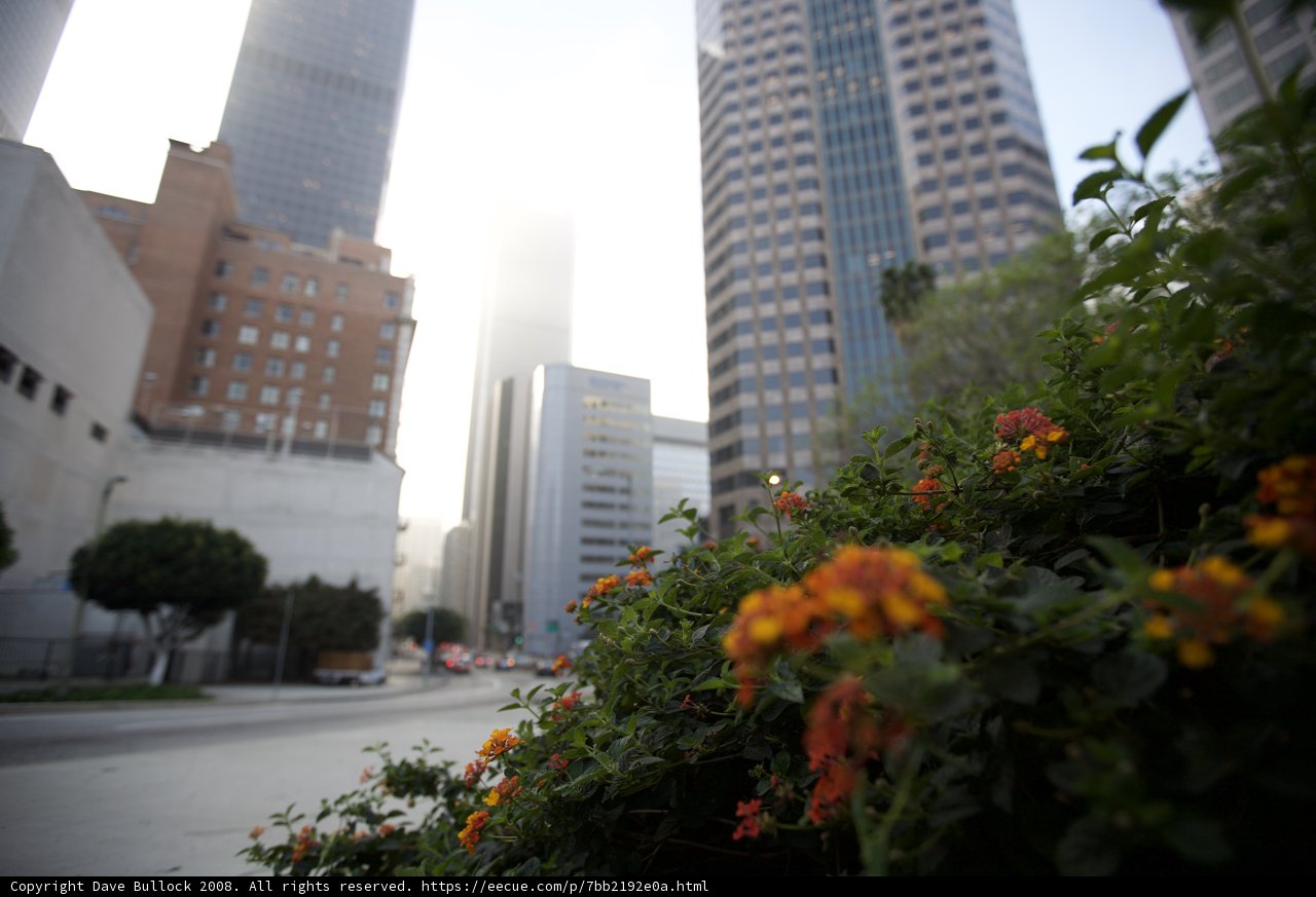 Urban Metropolis in Bloom