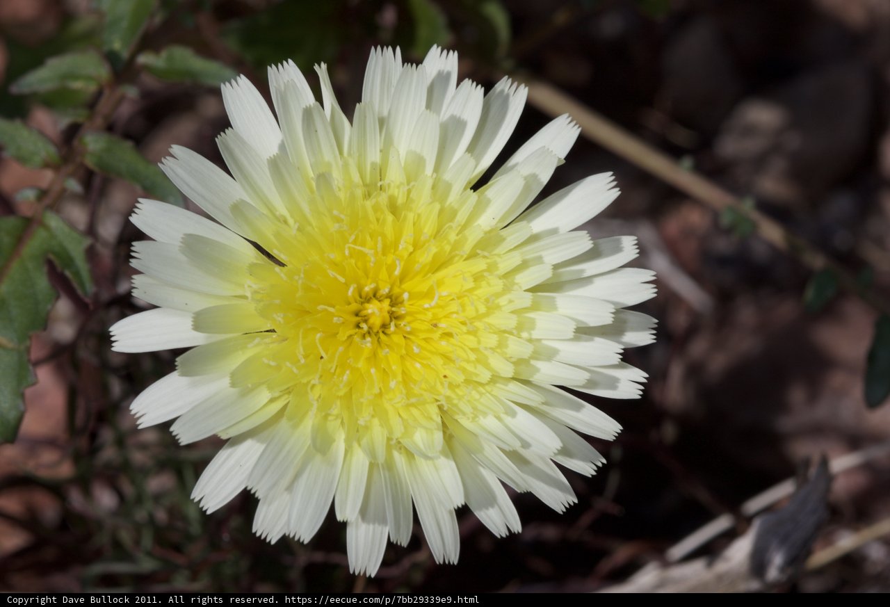 Sunny Daisy