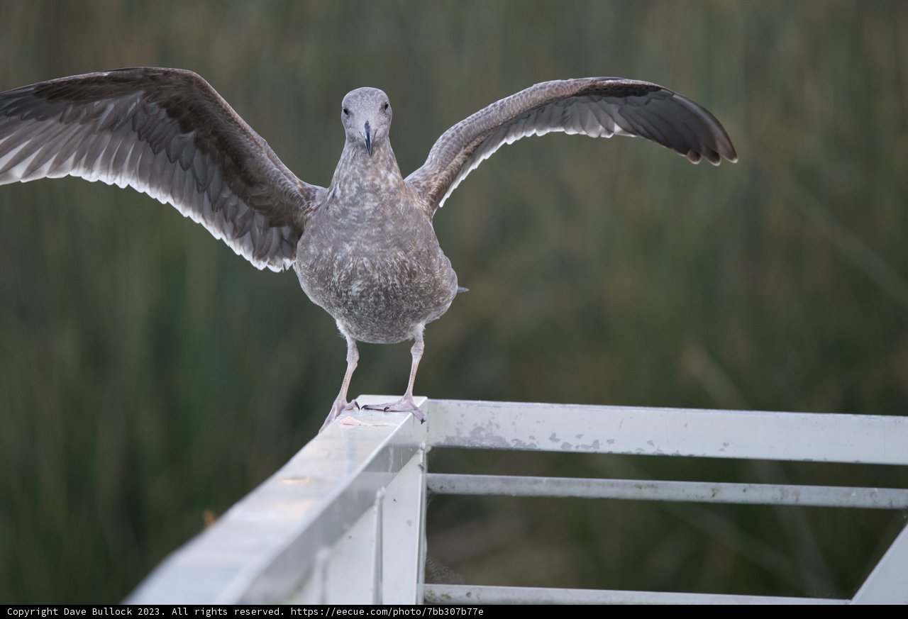 Graceful Majesty: The Exhibitionist