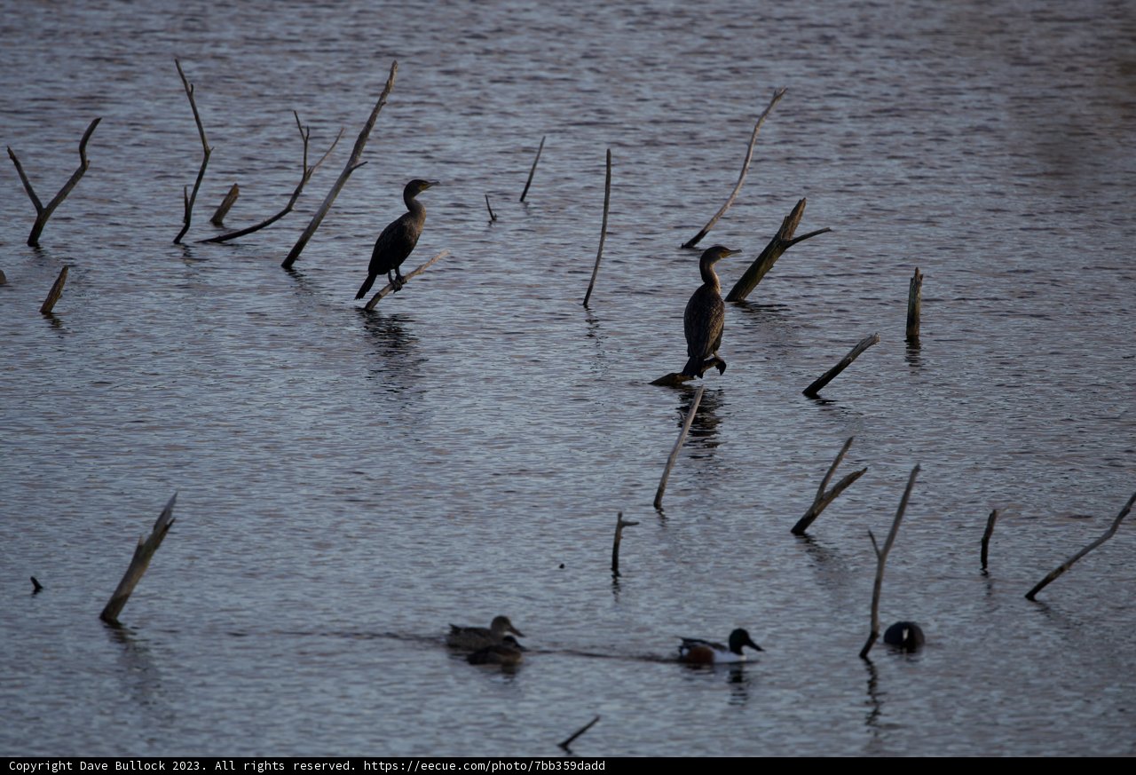 Diverse Avian Gathering at Lake Merced