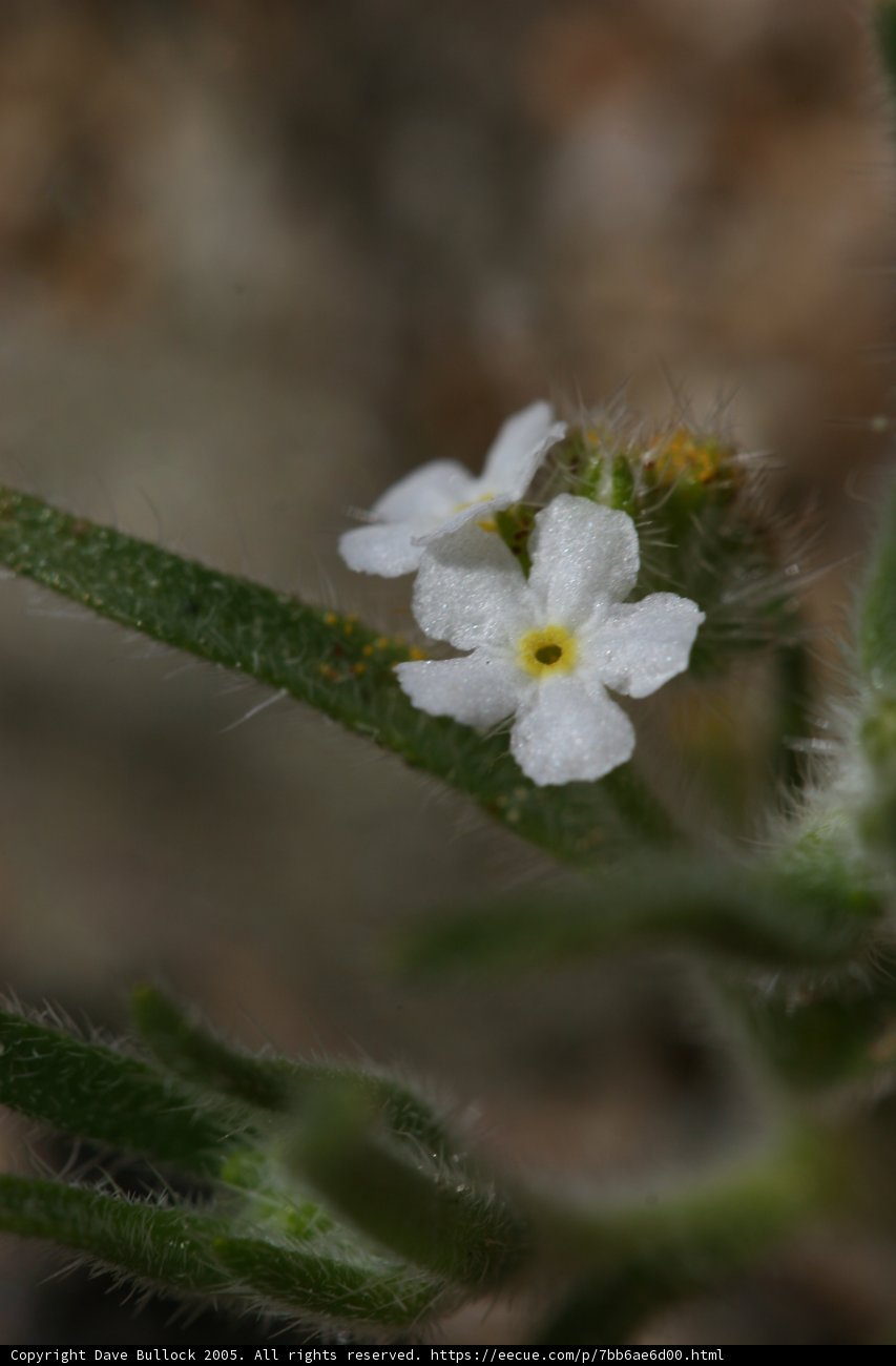 Beauty in Small Packages