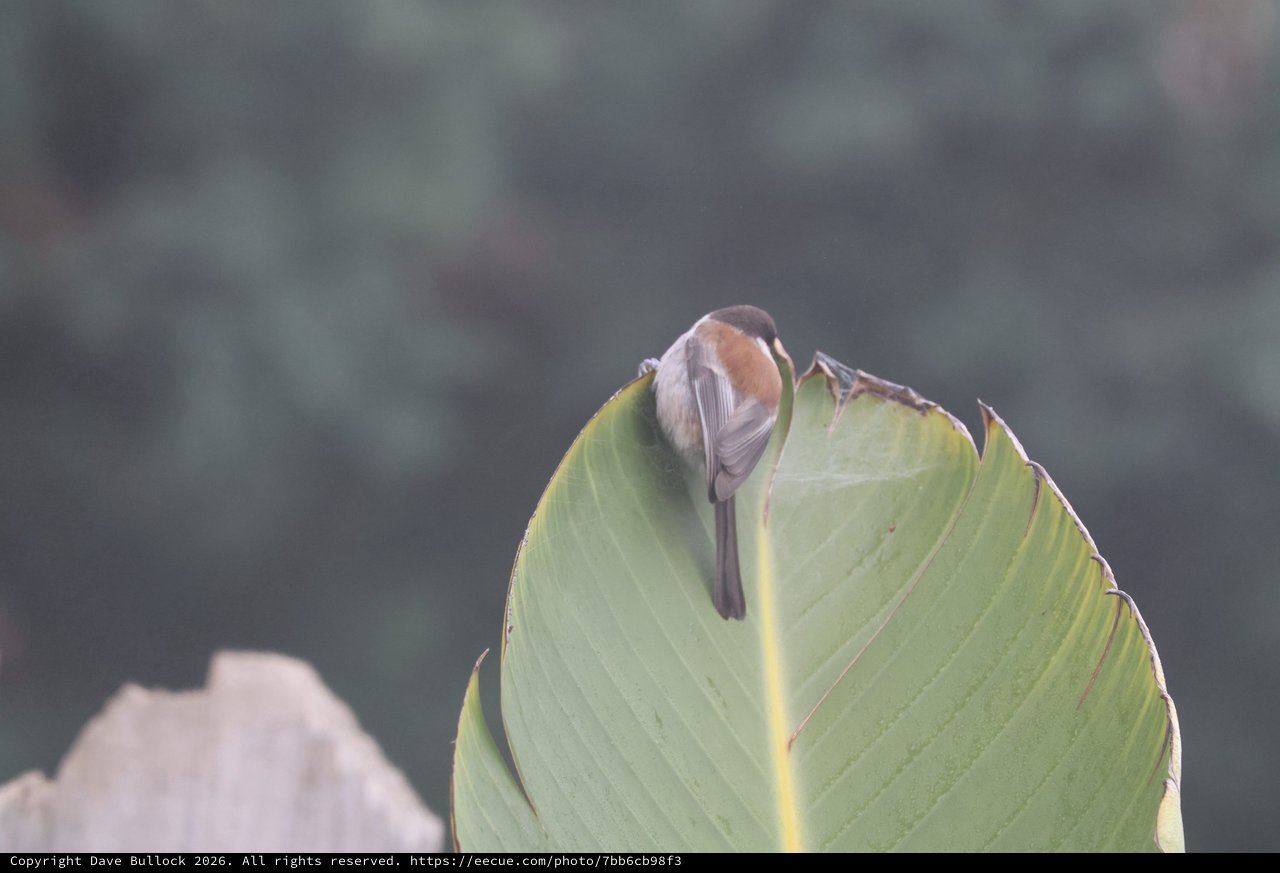 Small Bird Perched on Broad Green Leaf at Dusk