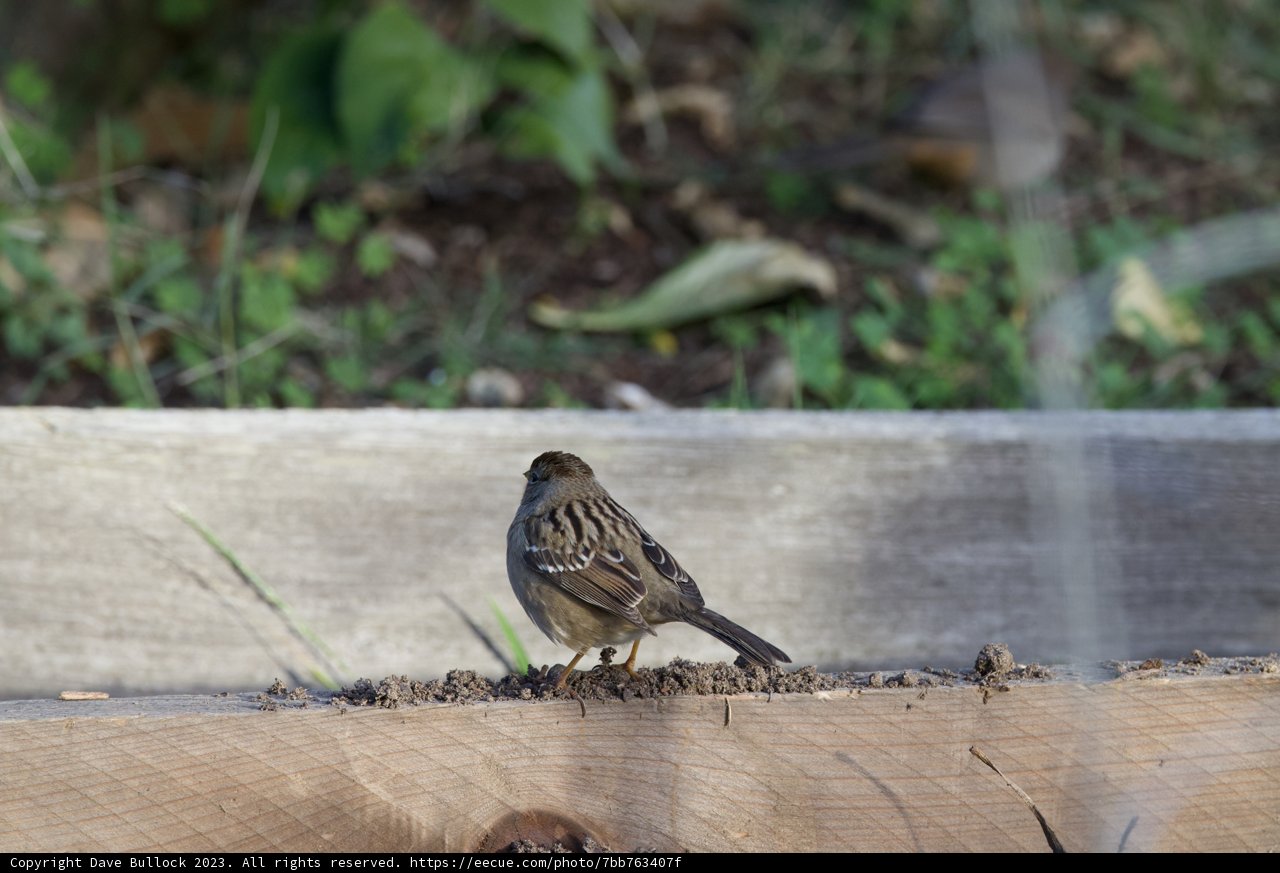 Serene Sparrow at Fort Mason