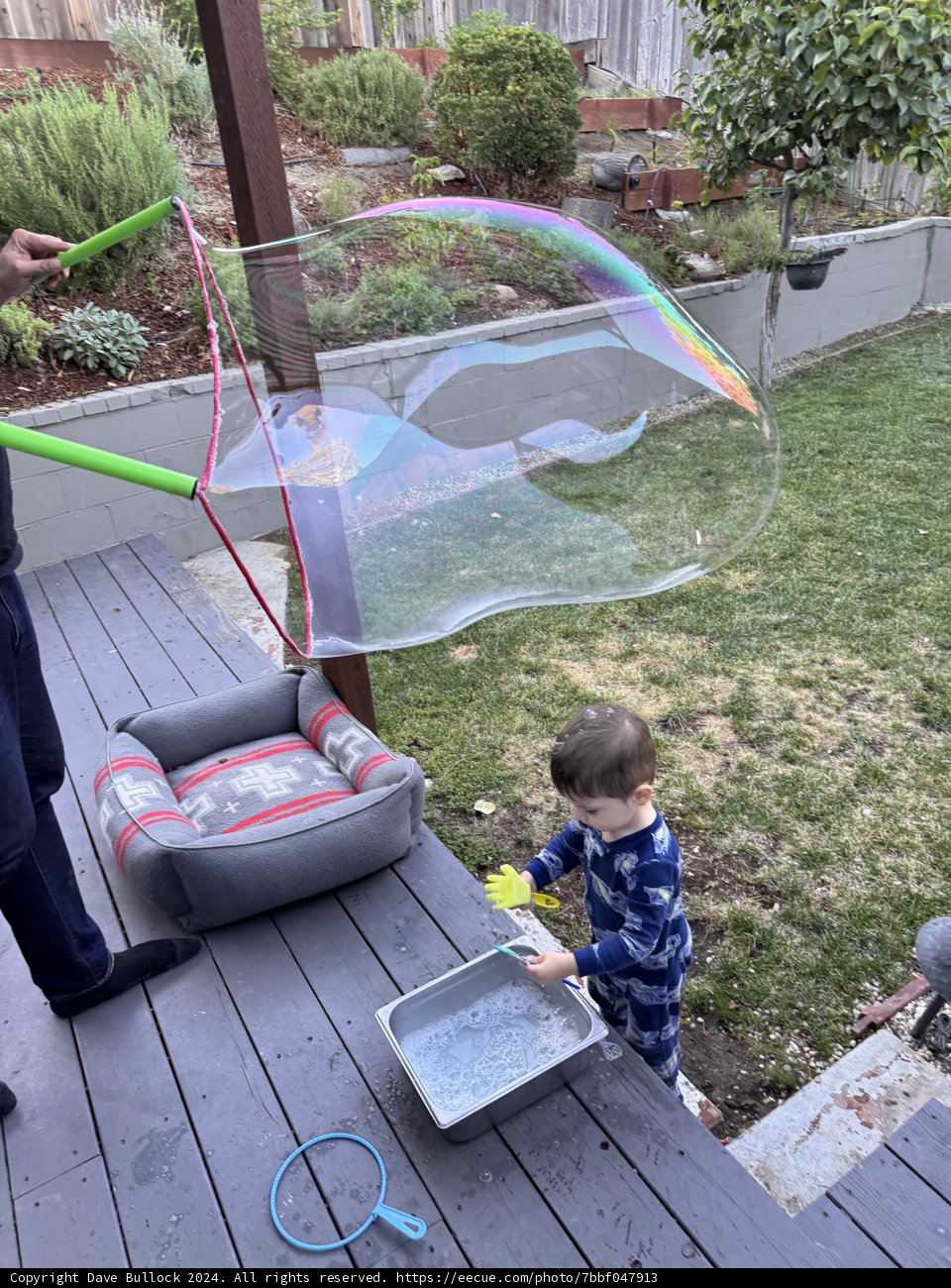 Backyard Bubble Adventures