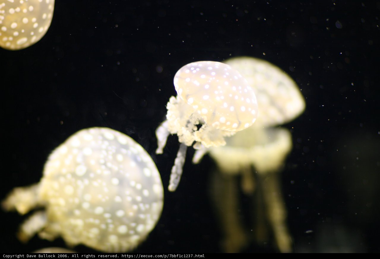 A Graceful Jellyfish in the Aquarium