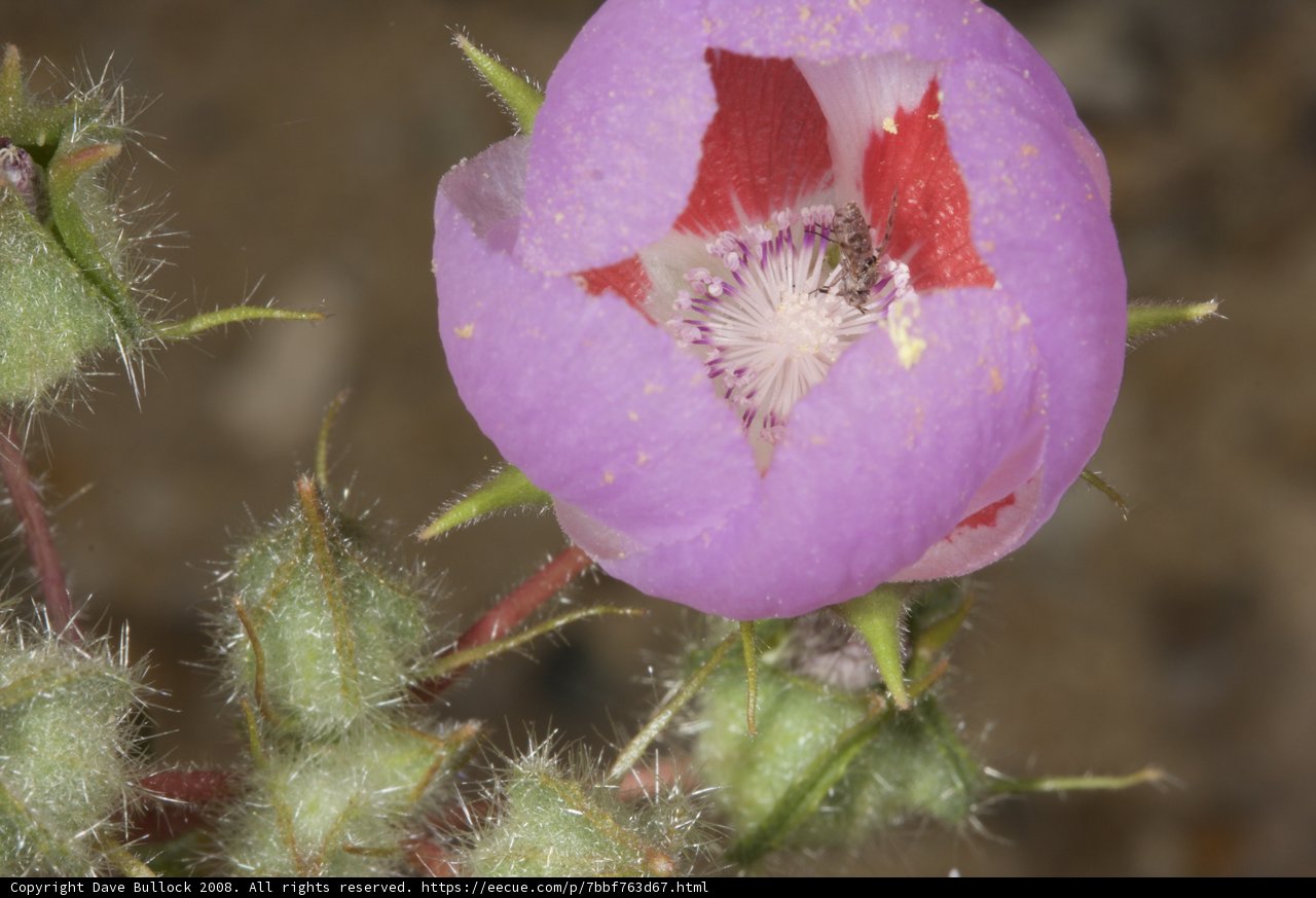 Desert Bloom