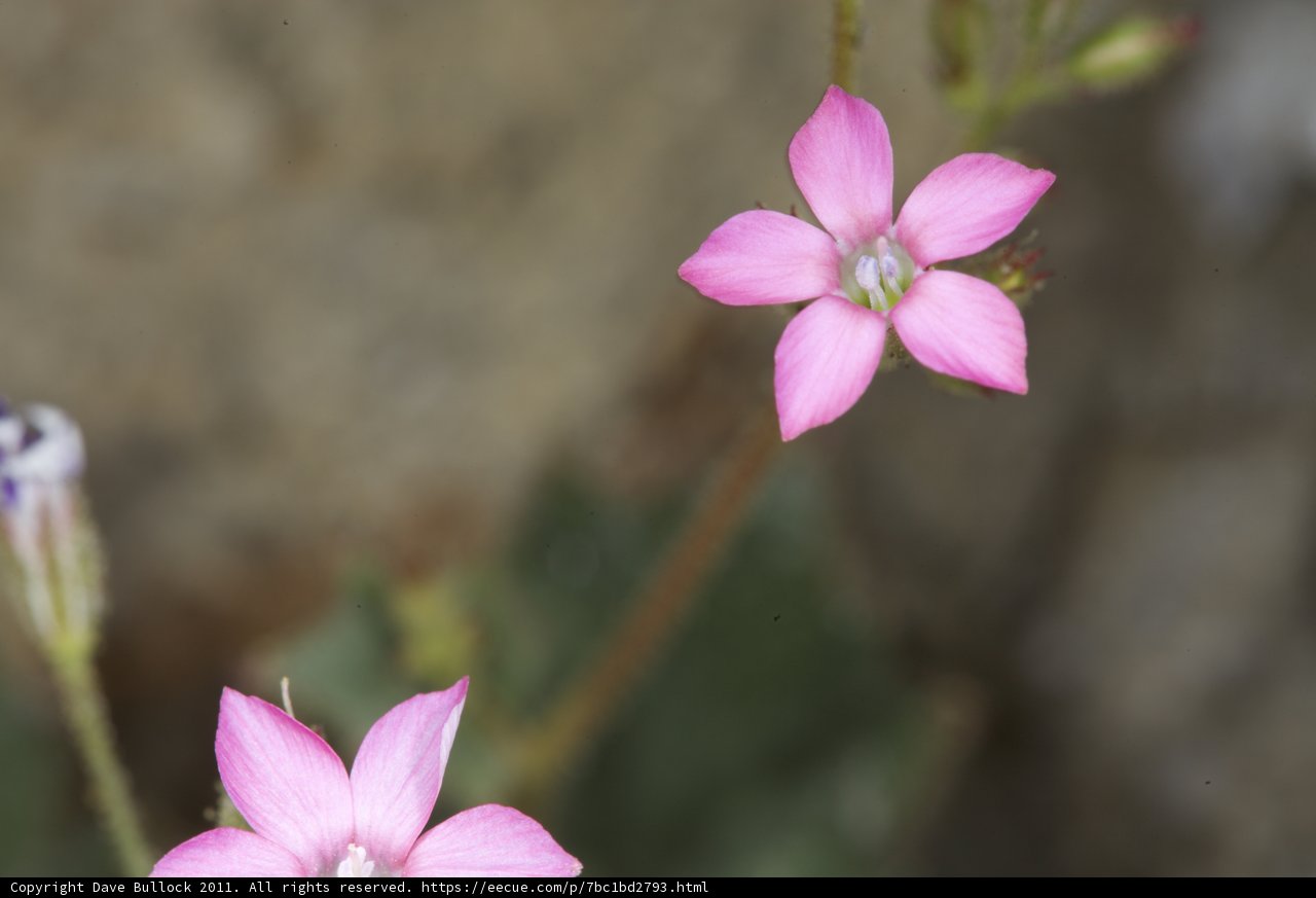 Pink Geranium Blooming in the Grass