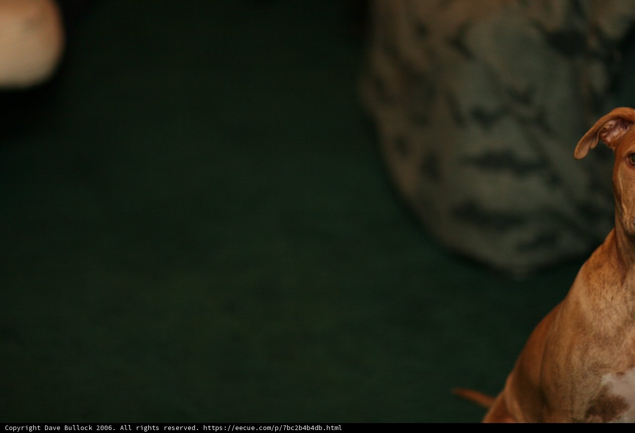 Brown Canine Companion