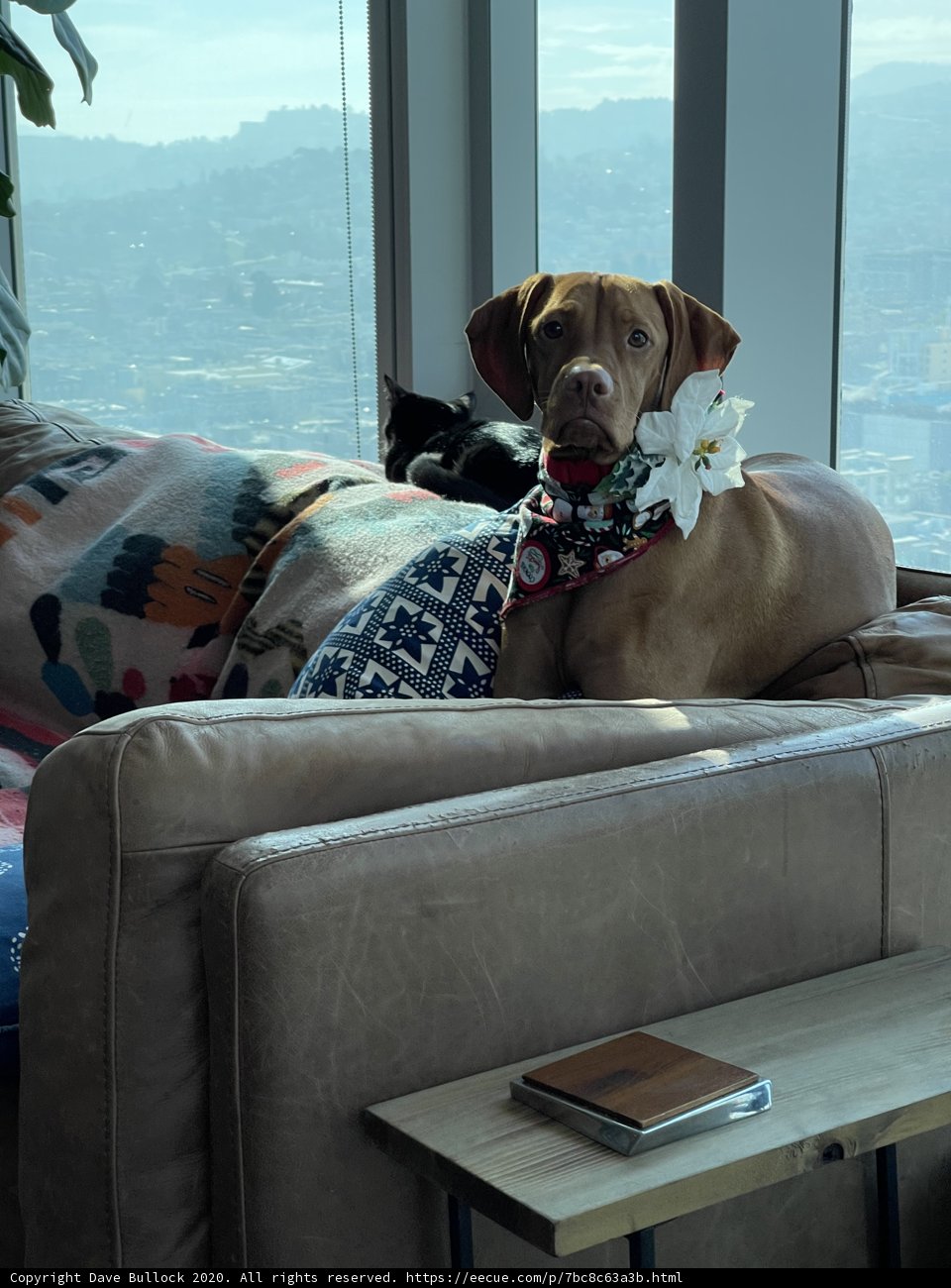 Couch Companions