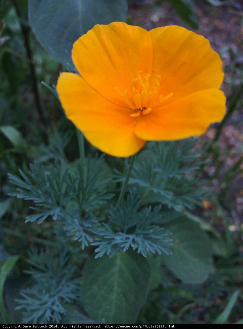 A pop of orange in a sea of green
