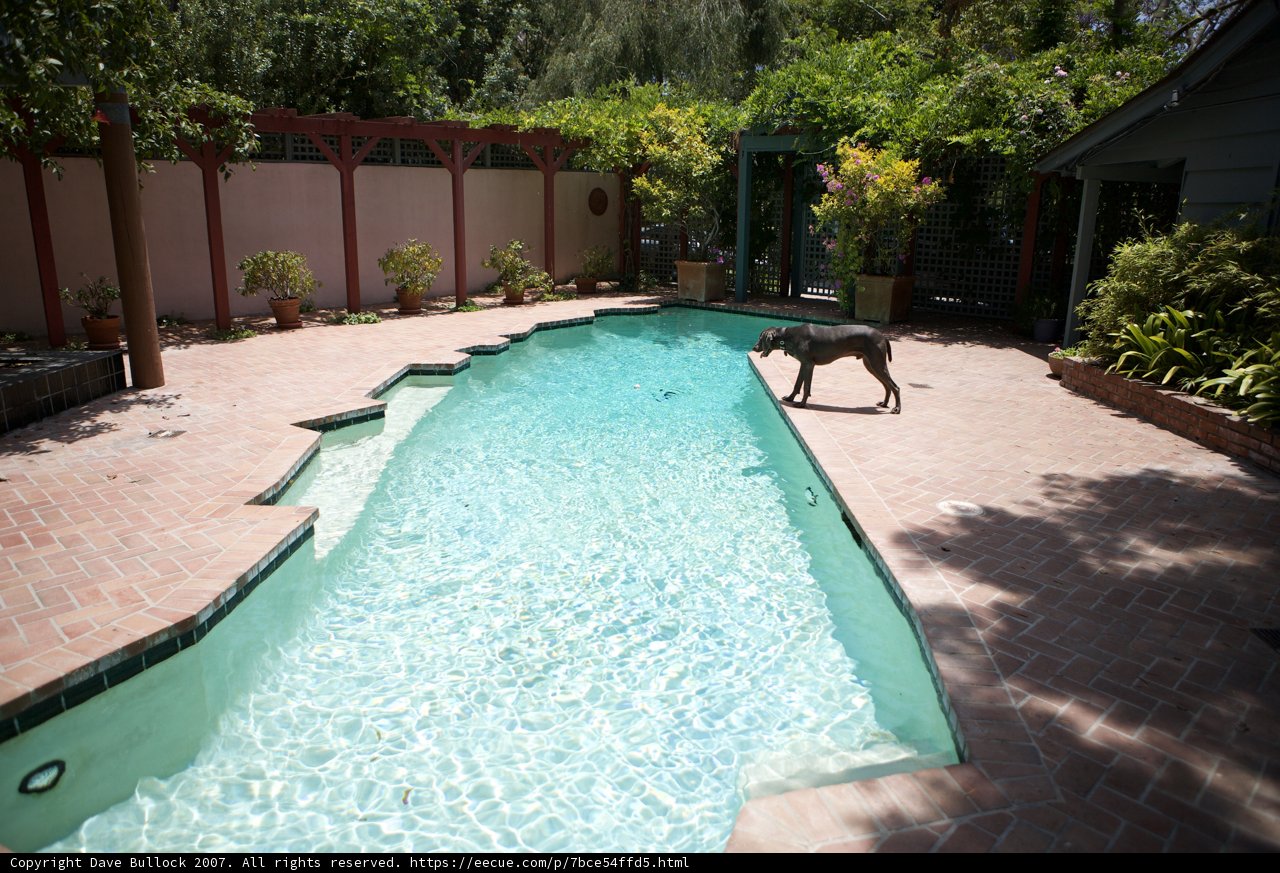 Poolside Pup