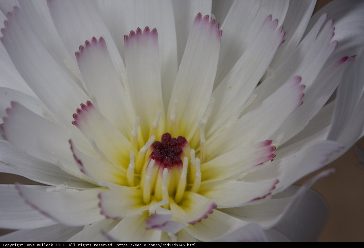 White Flower with Yellow Center