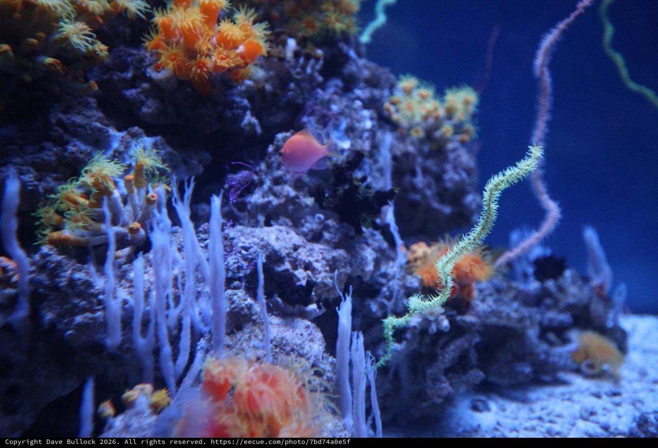 Vibrant Coral Reef Ecosystem with Colorful Marine Life