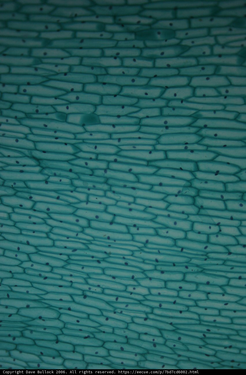 Texture of a Turquoise Cell Wall