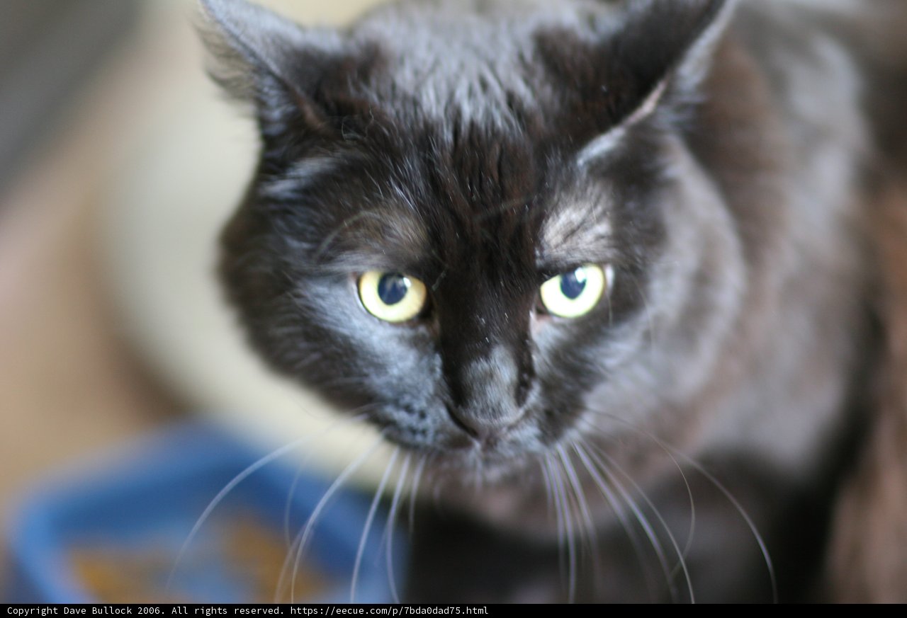 Intense Stare