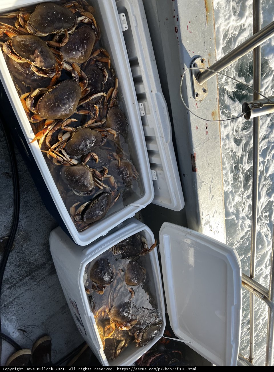 Fresh Catch of the Day