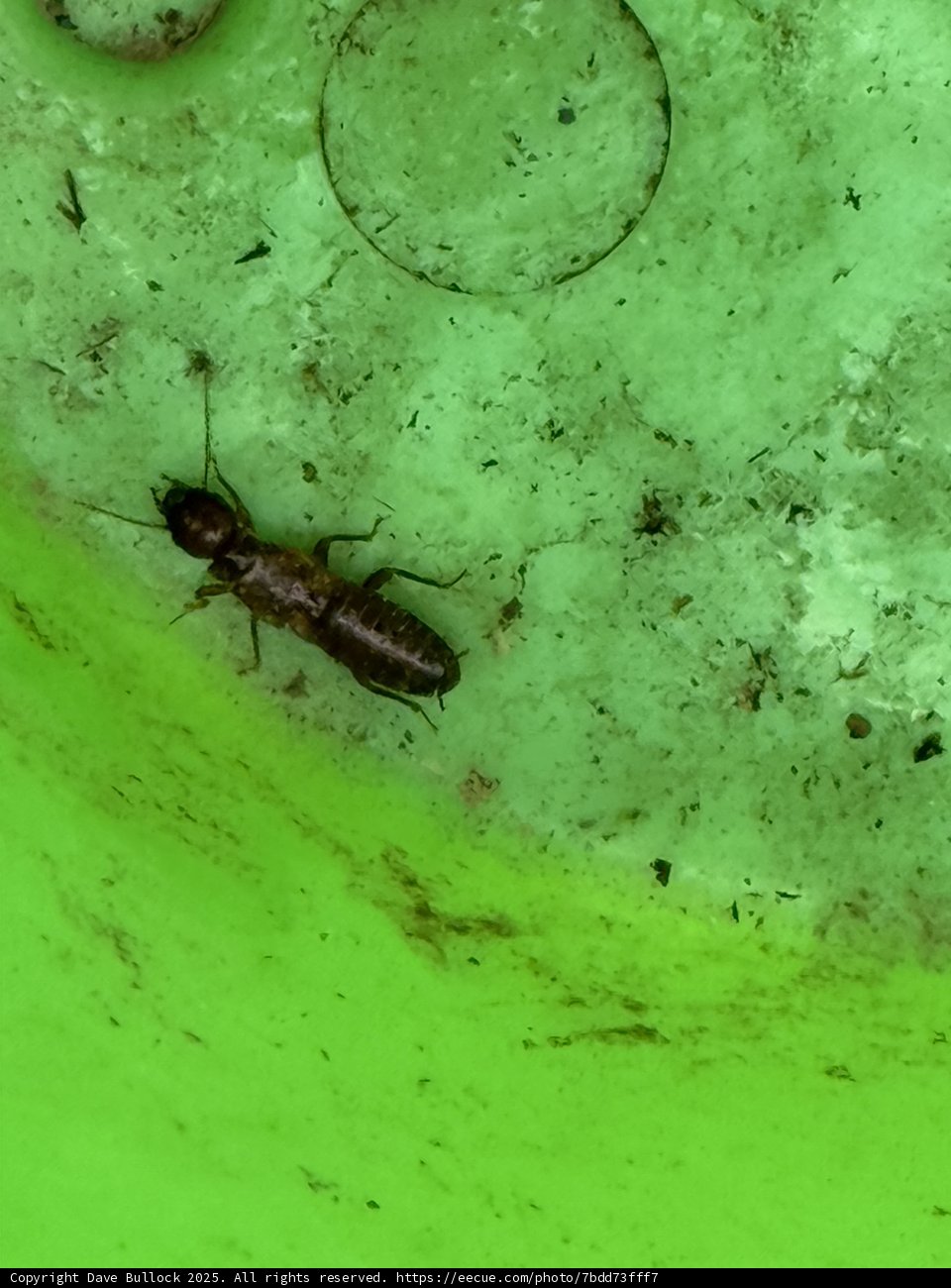 Tiny Explorer on a Green Canvas