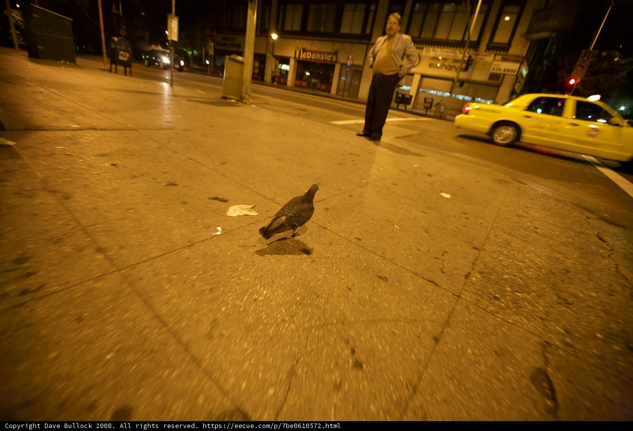 Pigeon on Sidewalk