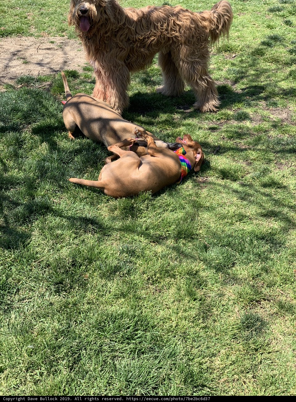 Playtime in the Grass