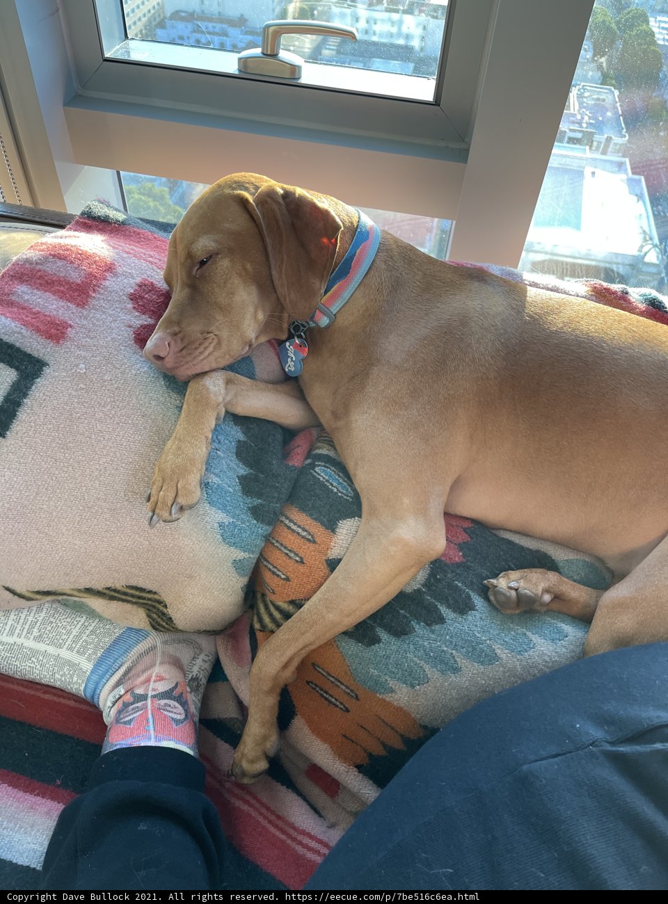 Cozy afternoon with my furry friend