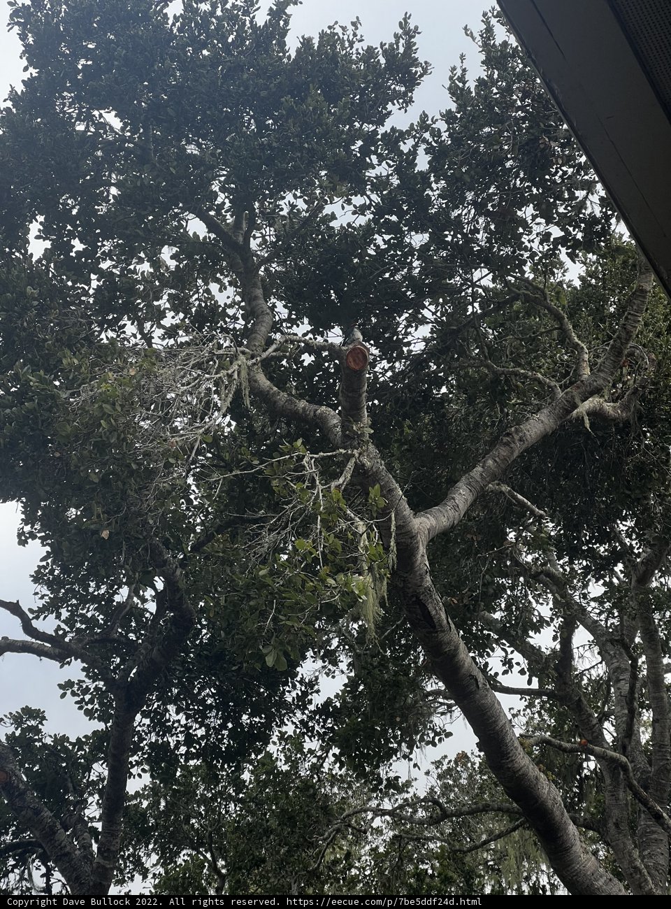 Jungle Perch