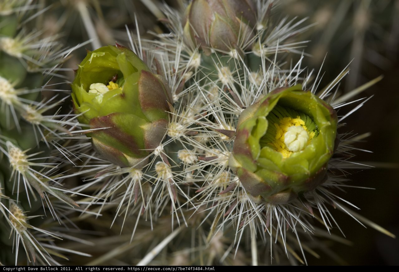 Cactus Flower Buds in Bloom