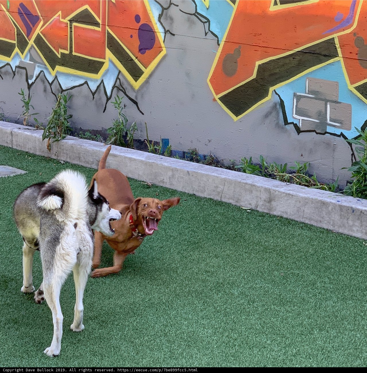 Graffiti and Canines in the Park