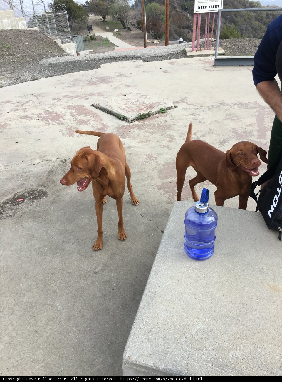 Man and His Two Canine Companions