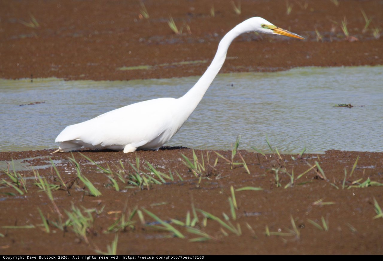 Great Egret Wading in Flooded Agricultural Field
