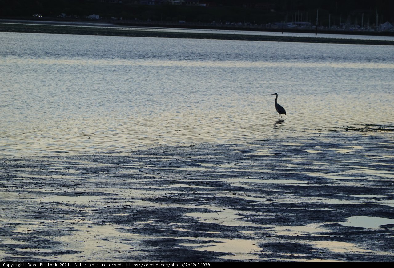 Serene Sunset with Waterfowl