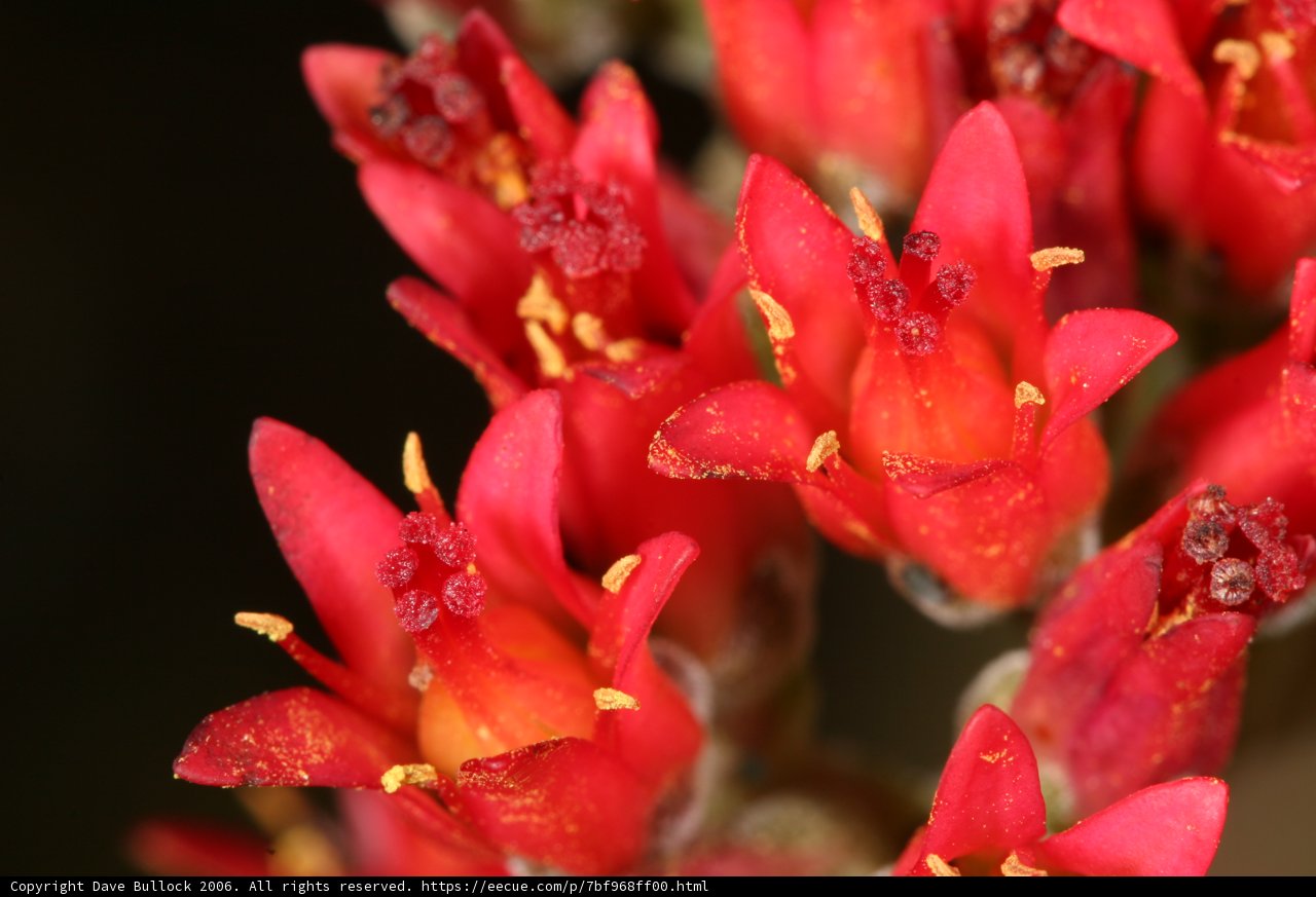 Blooming Geraniums