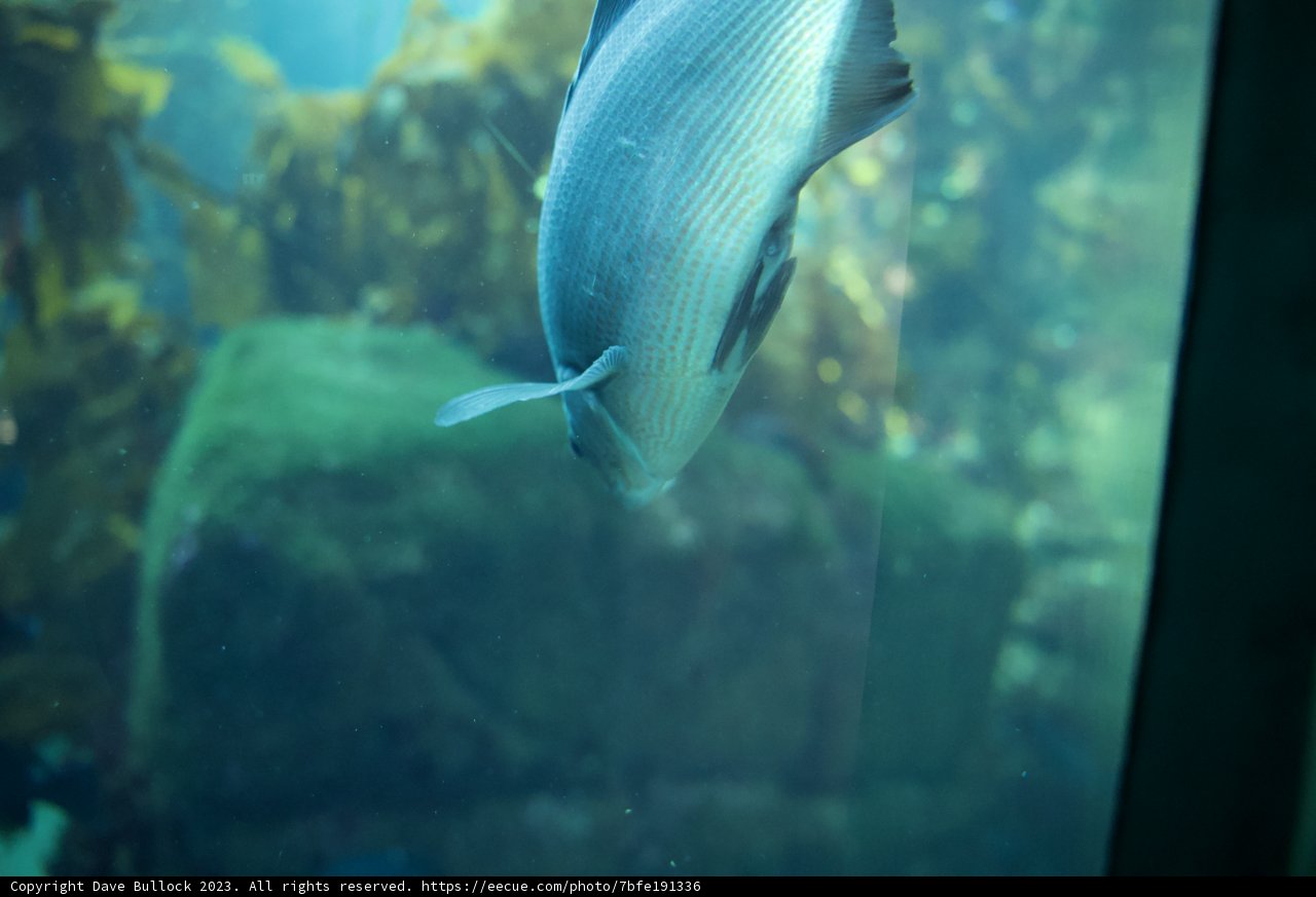 Aquatic Dance: An Angelfish in Motion
