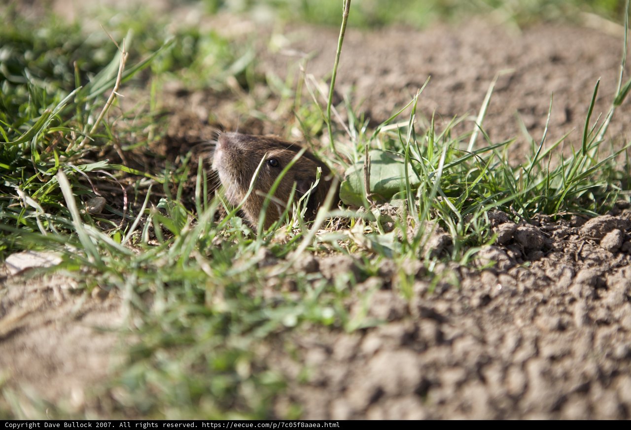 Peek-a-Boo in the Soil