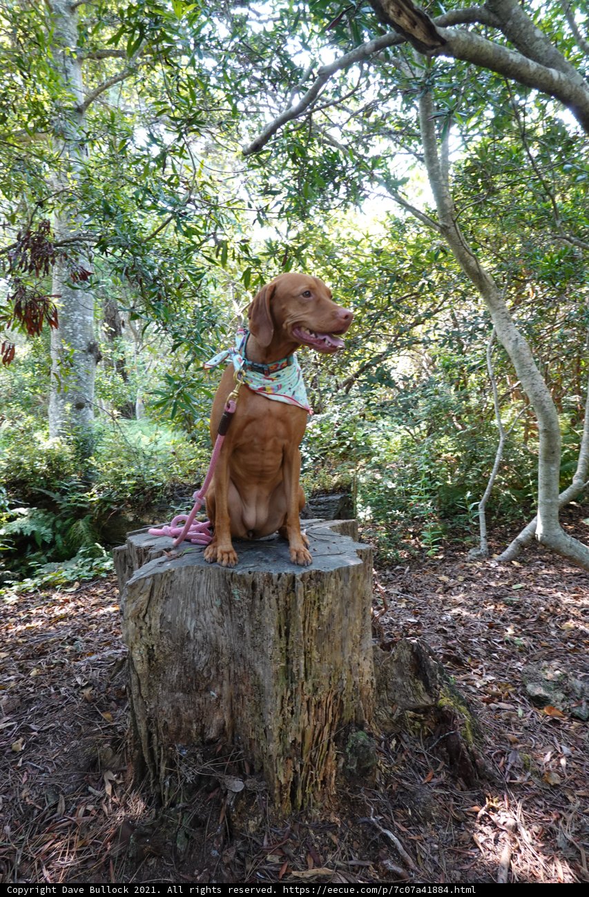 Serene Canine in the Woods