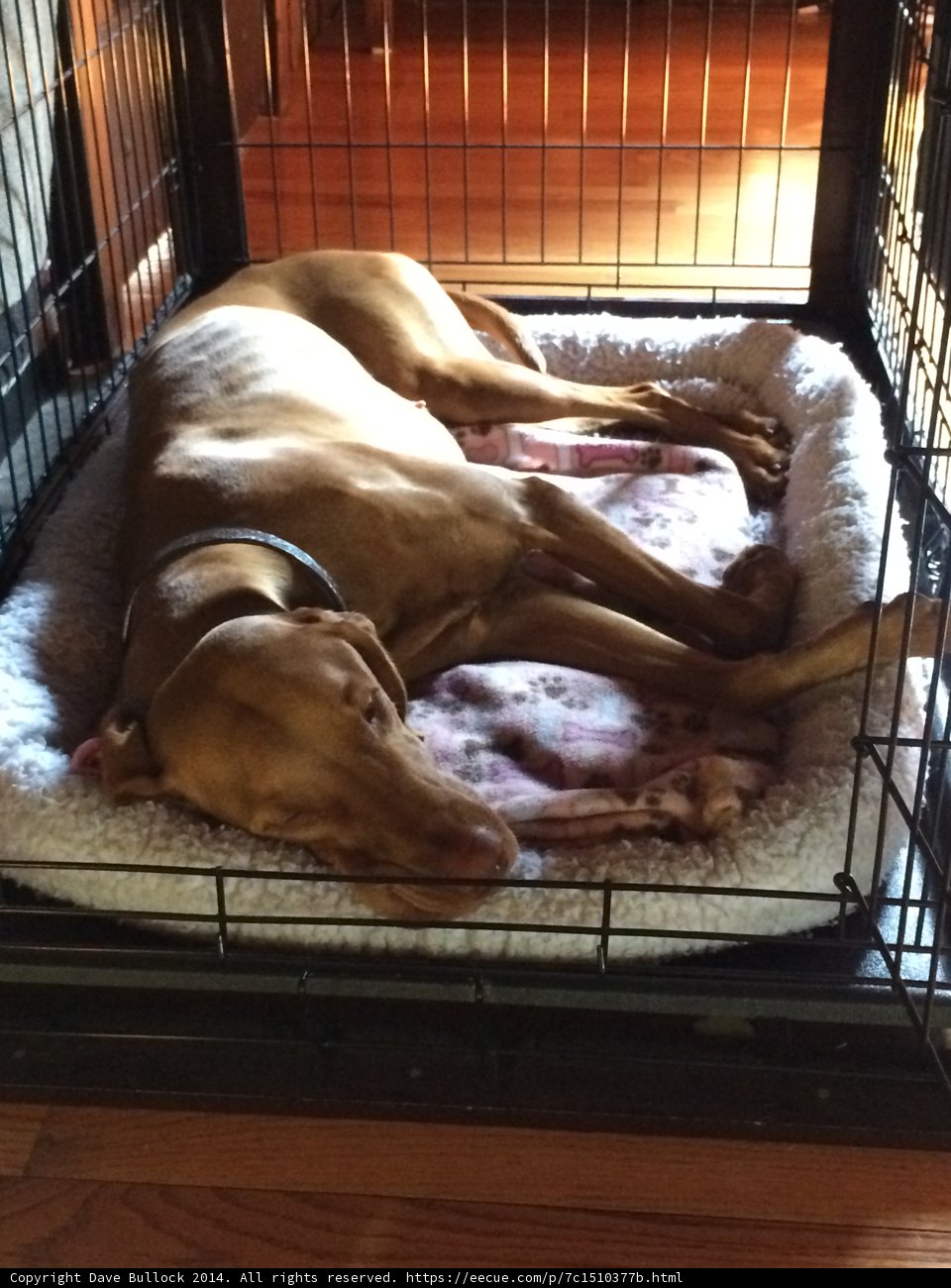 Cozy Canine Naptime
