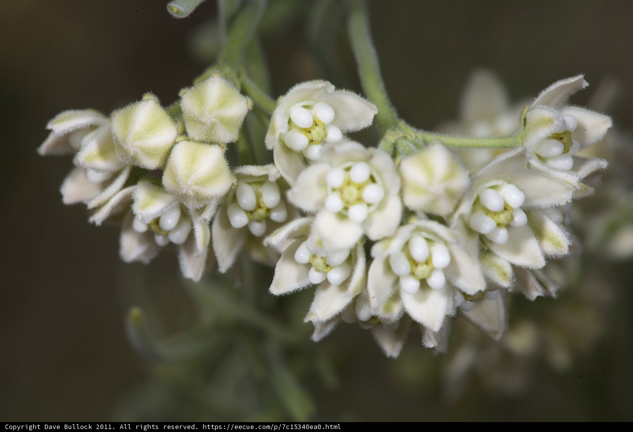 White Flower Close-up