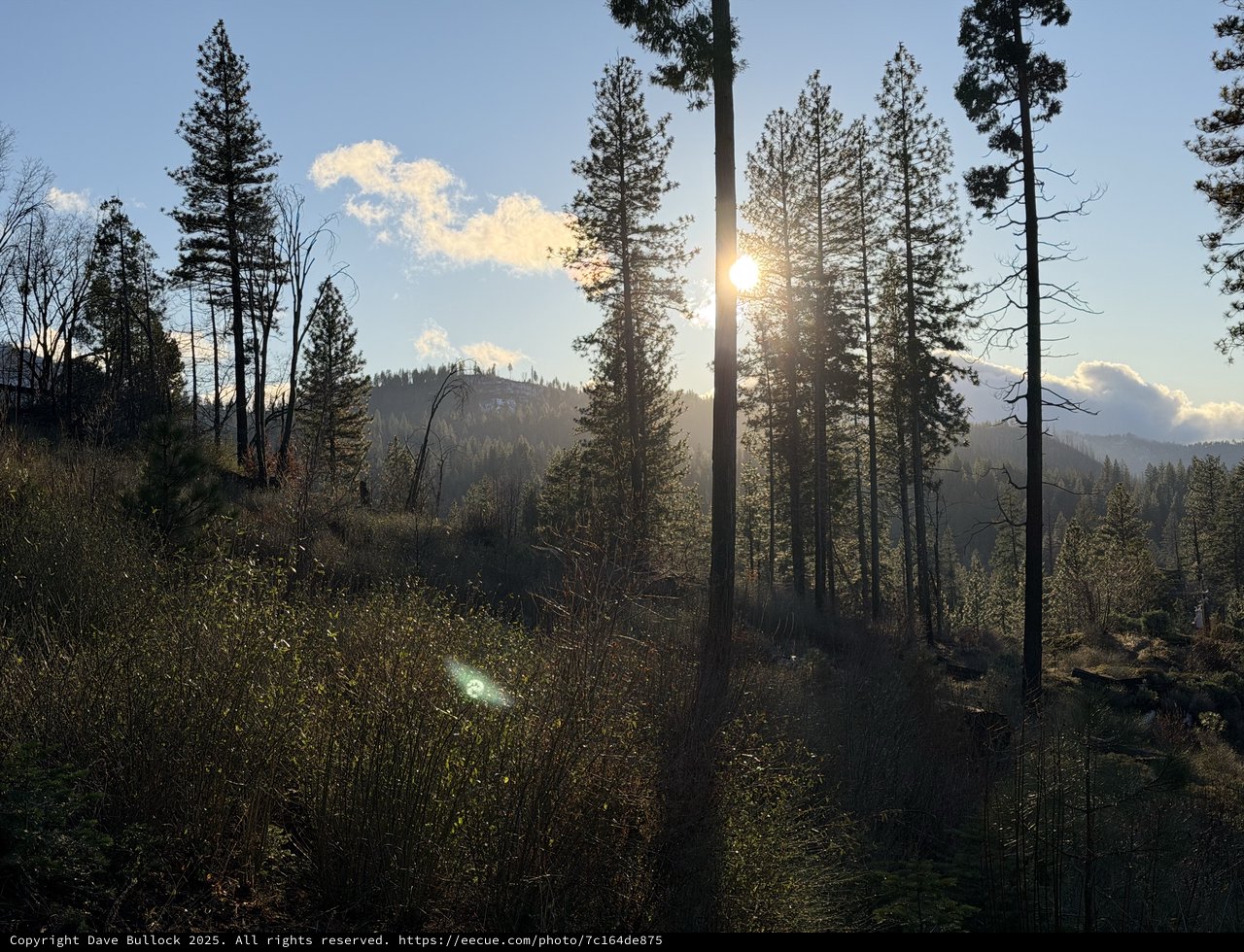 Golden Hour Sunburst Through Sierra Pine Forest